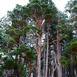 Pine, Scots